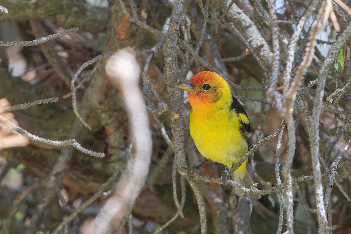 Western Tanager - ML593159881