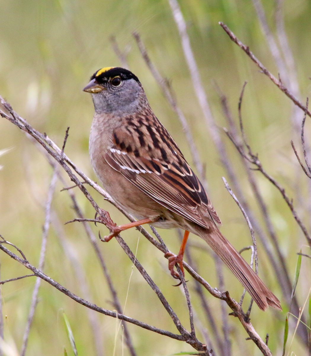 Golden-crowned Sparrow - Devin Griffiths