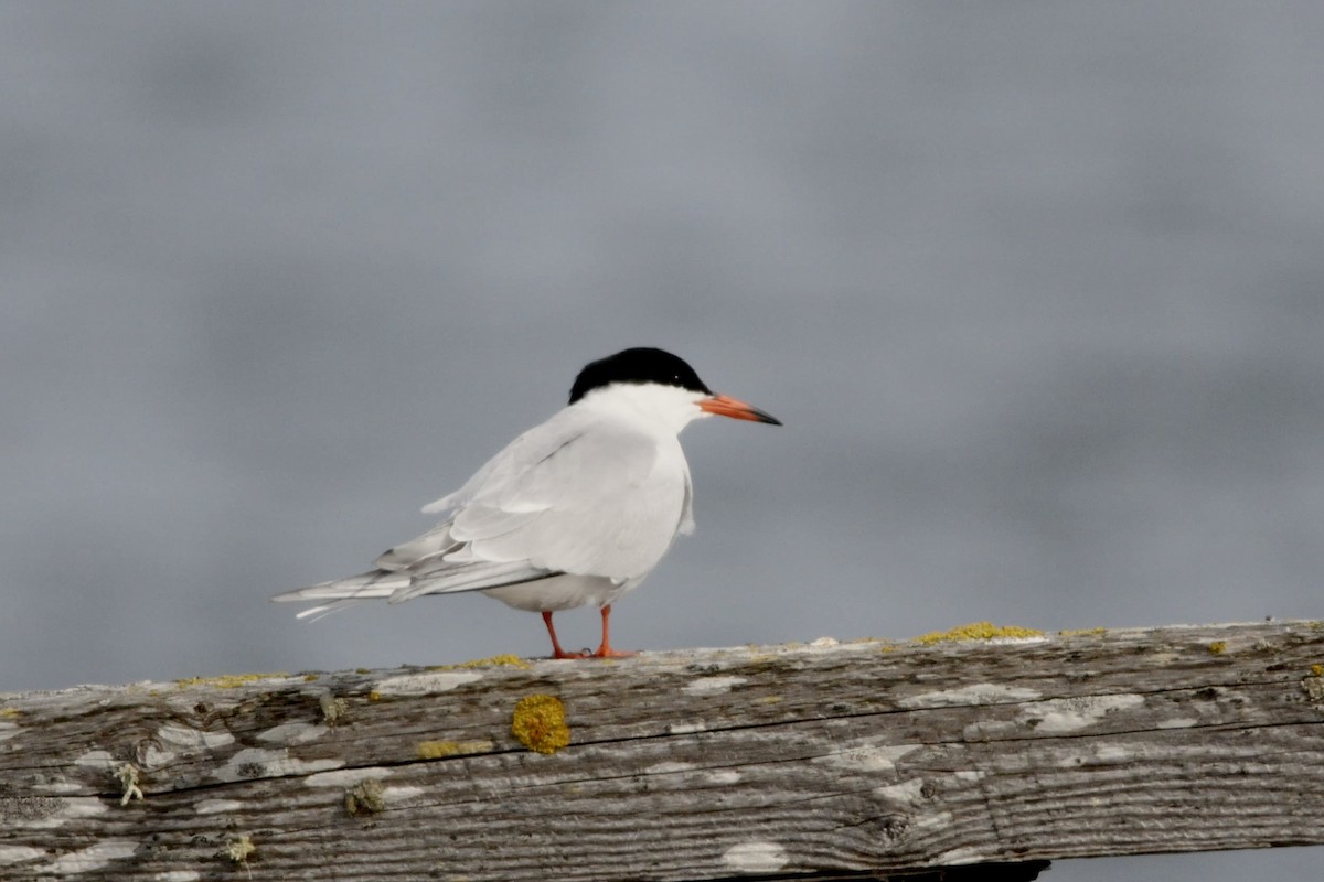 Common Tern - ML59316391