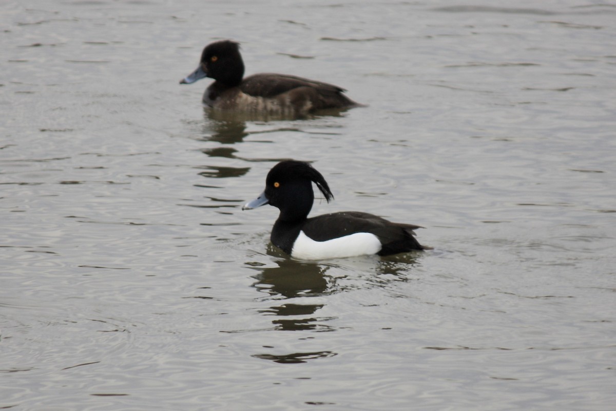 Tufted Duck - ML593166841