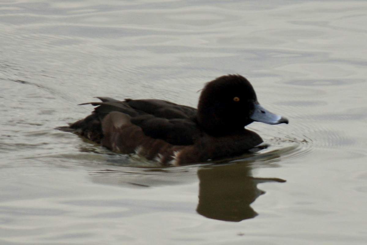 Tufted Duck - ML593166851