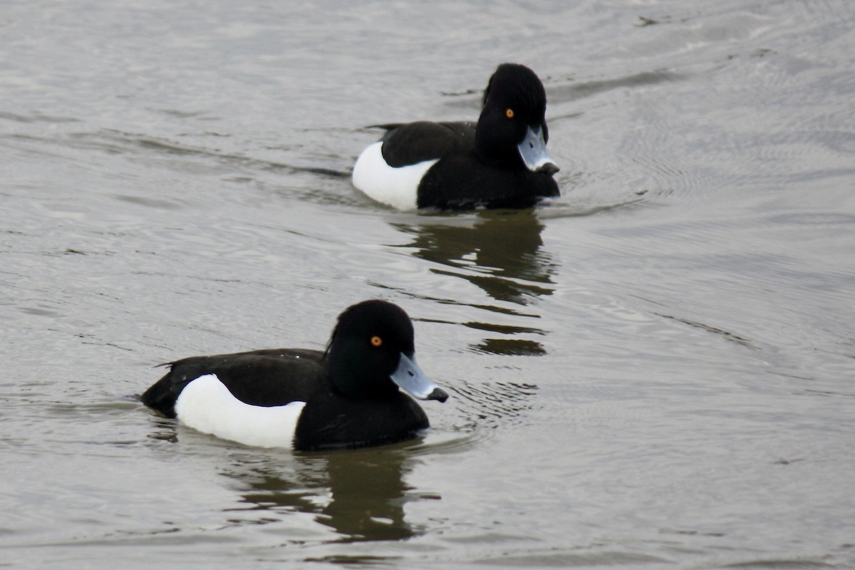 Tufted Duck - ML593166861