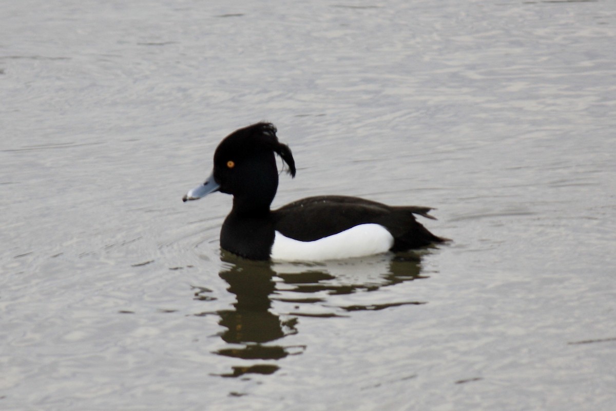 Tufted Duck - ML593166871