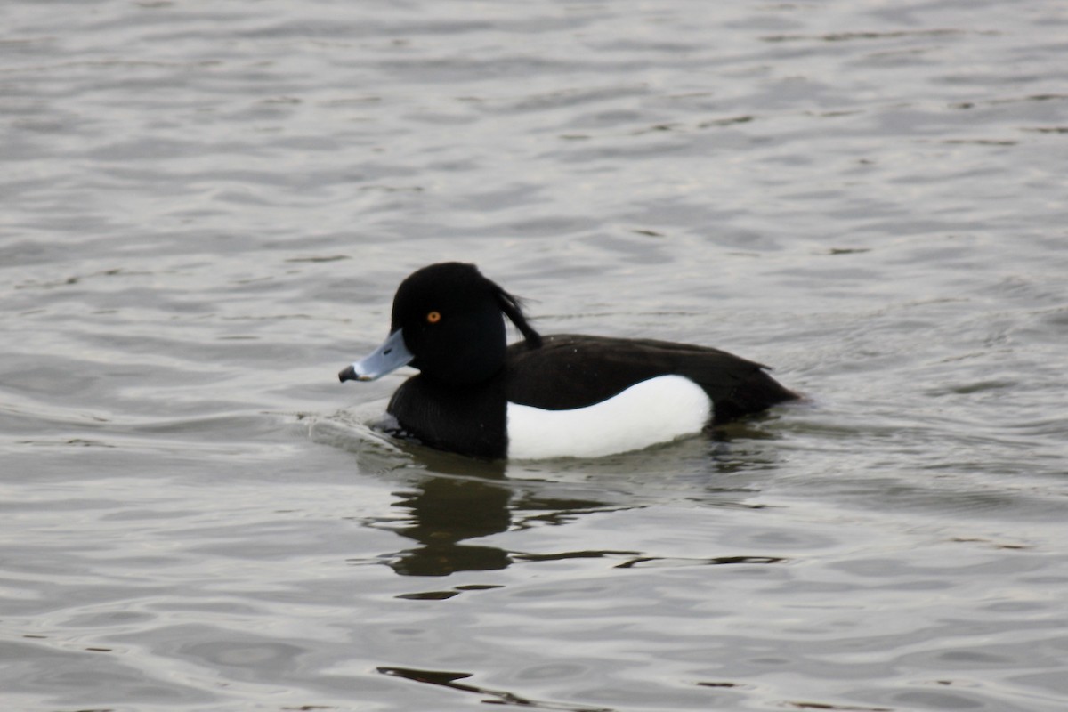 Tufted Duck - ML593166901