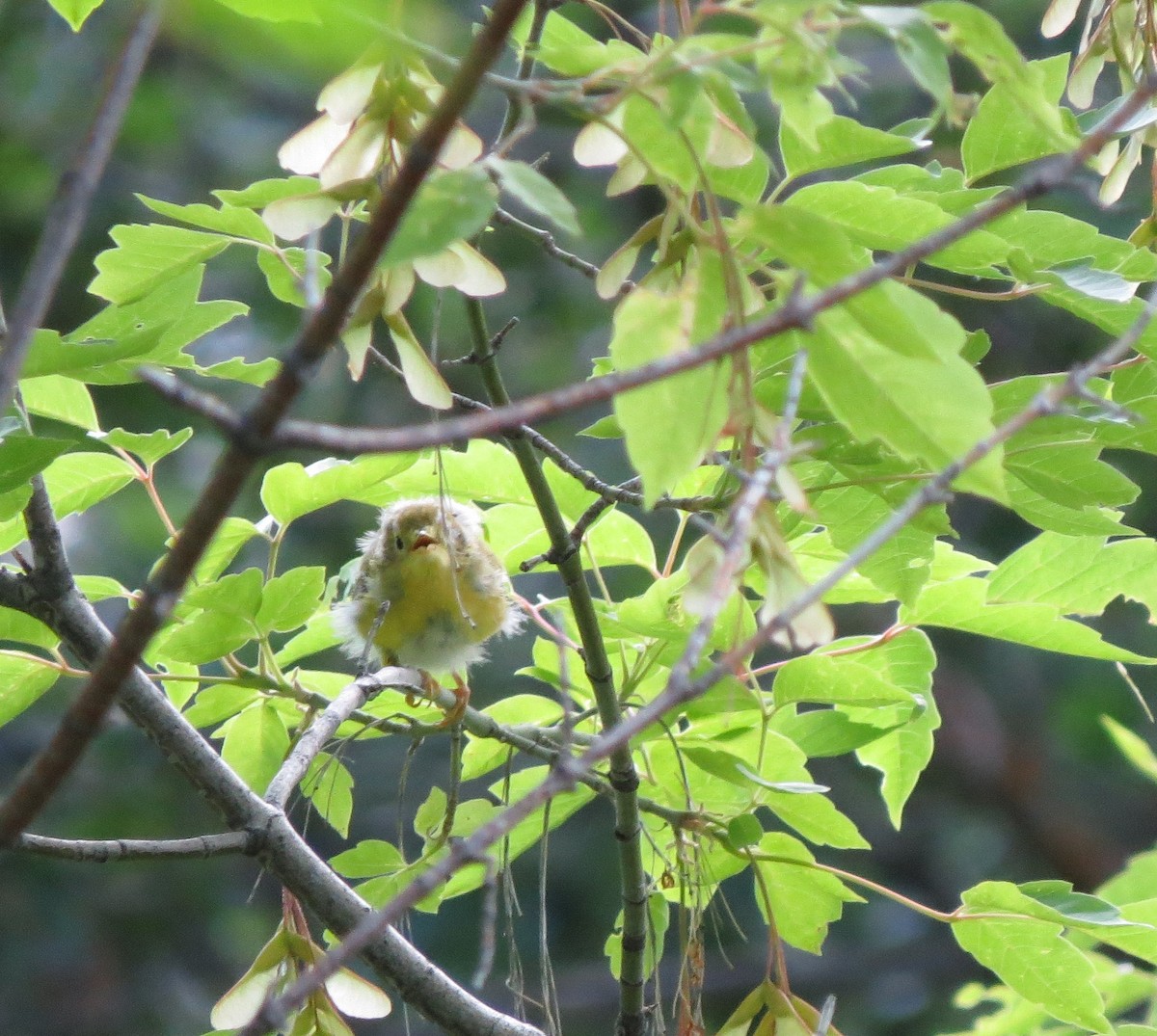 Yellow Warbler (Northern) - ML593169351