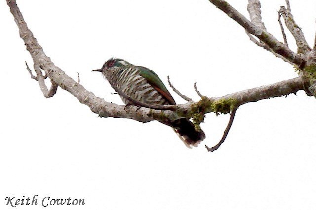 White-eared Bronze-Cuckoo - ML593173681
