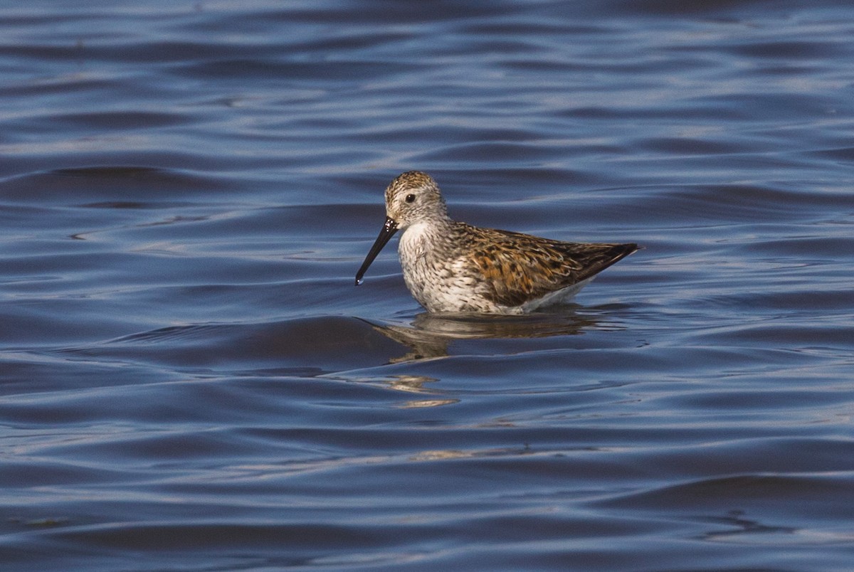 Dunlin - Kenny Younger