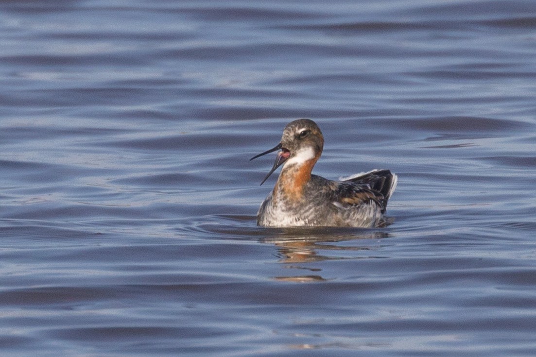 Red-necked Phalarope - Kenny Younger