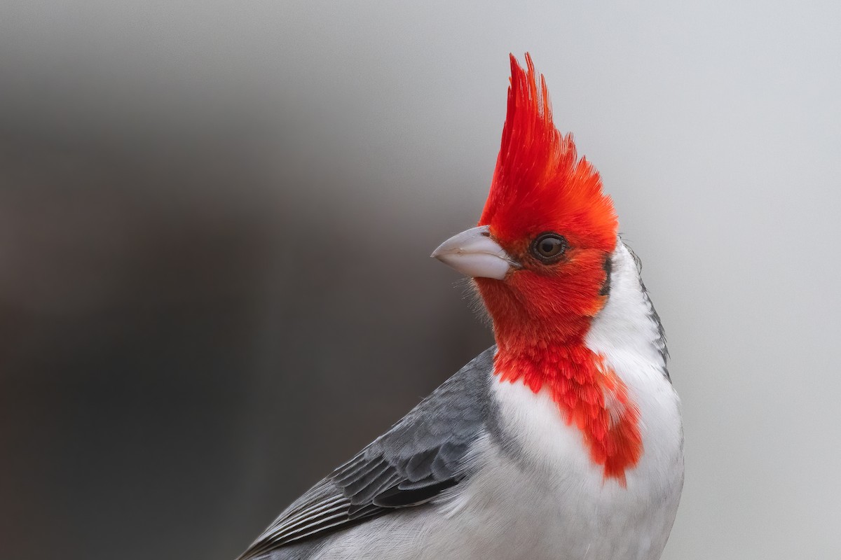 Red-crested Cardinal - Pablo Re