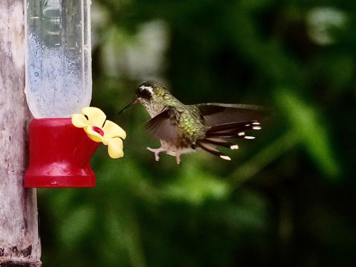 Speckled Hummingbird - ML593176251