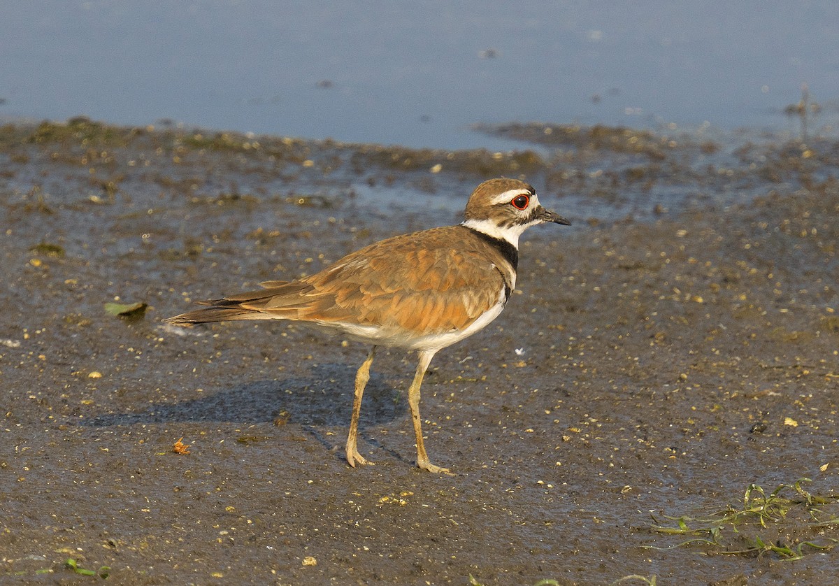 ML593177331 Killdeer Macaulay Library