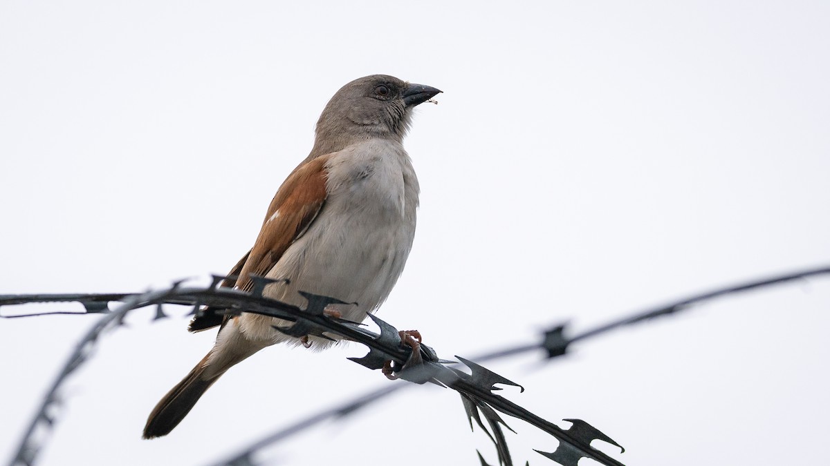 Northern Gray-headed Sparrow - ML593184301