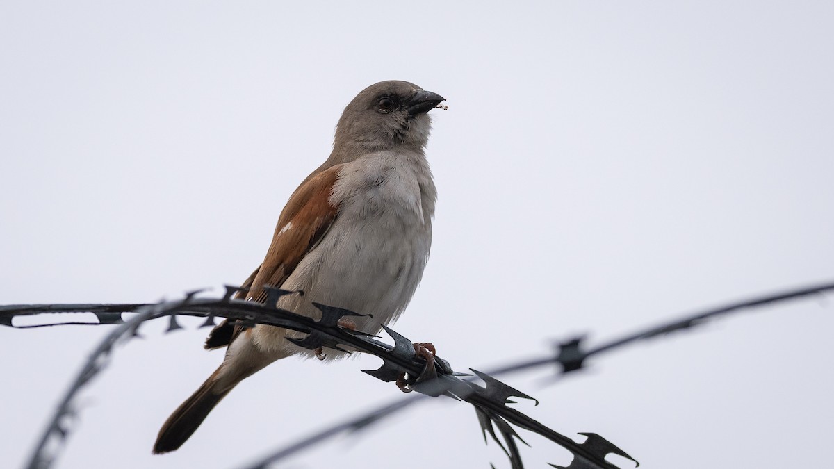 Northern Gray-headed Sparrow - ML593184311