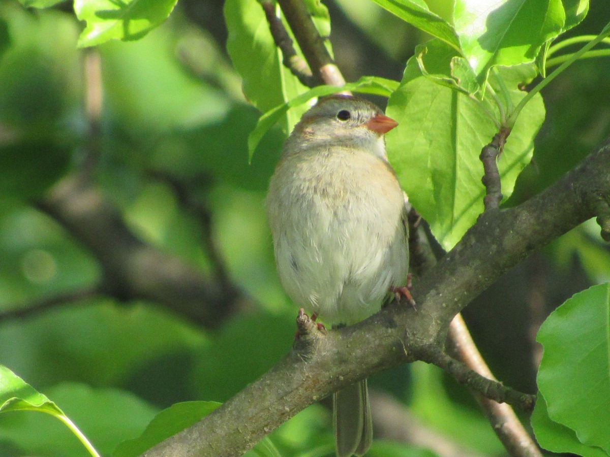 Field Sparrow - Robert  McGovern