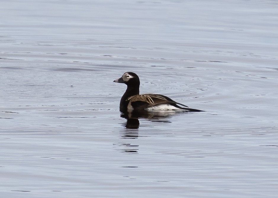 Long-tailed Duck - ML593188971