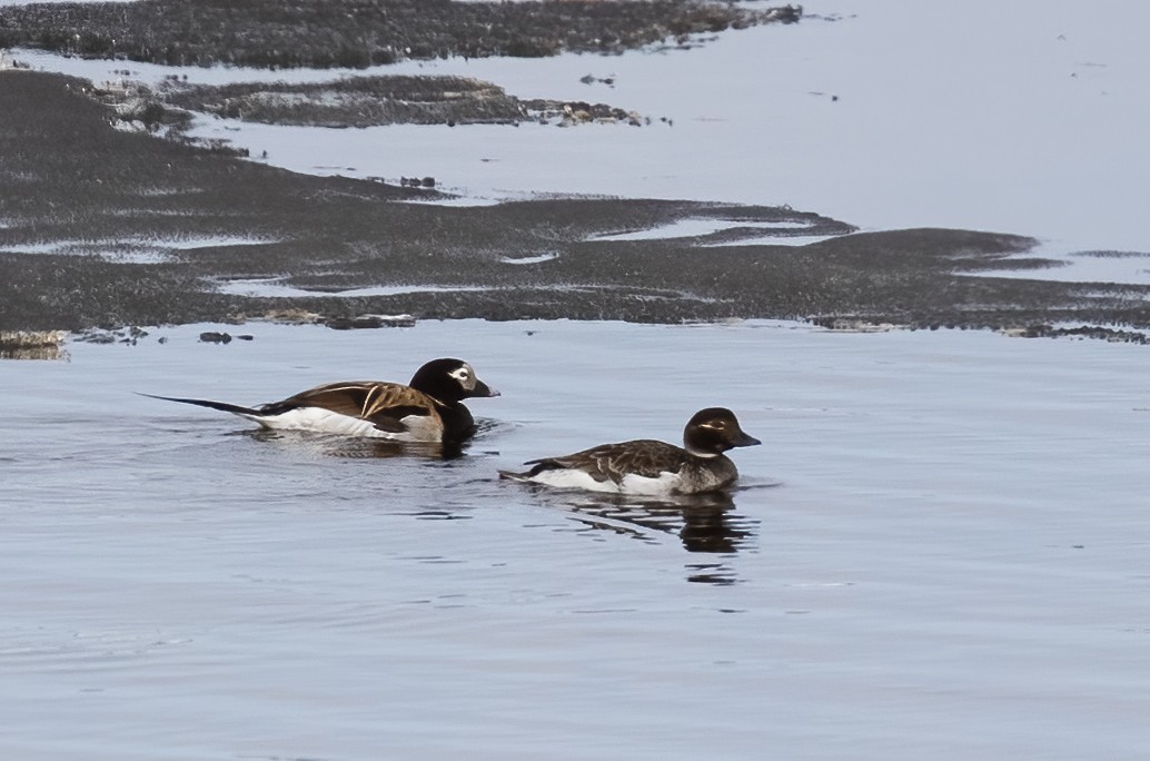 Long-tailed Duck - ML593188991