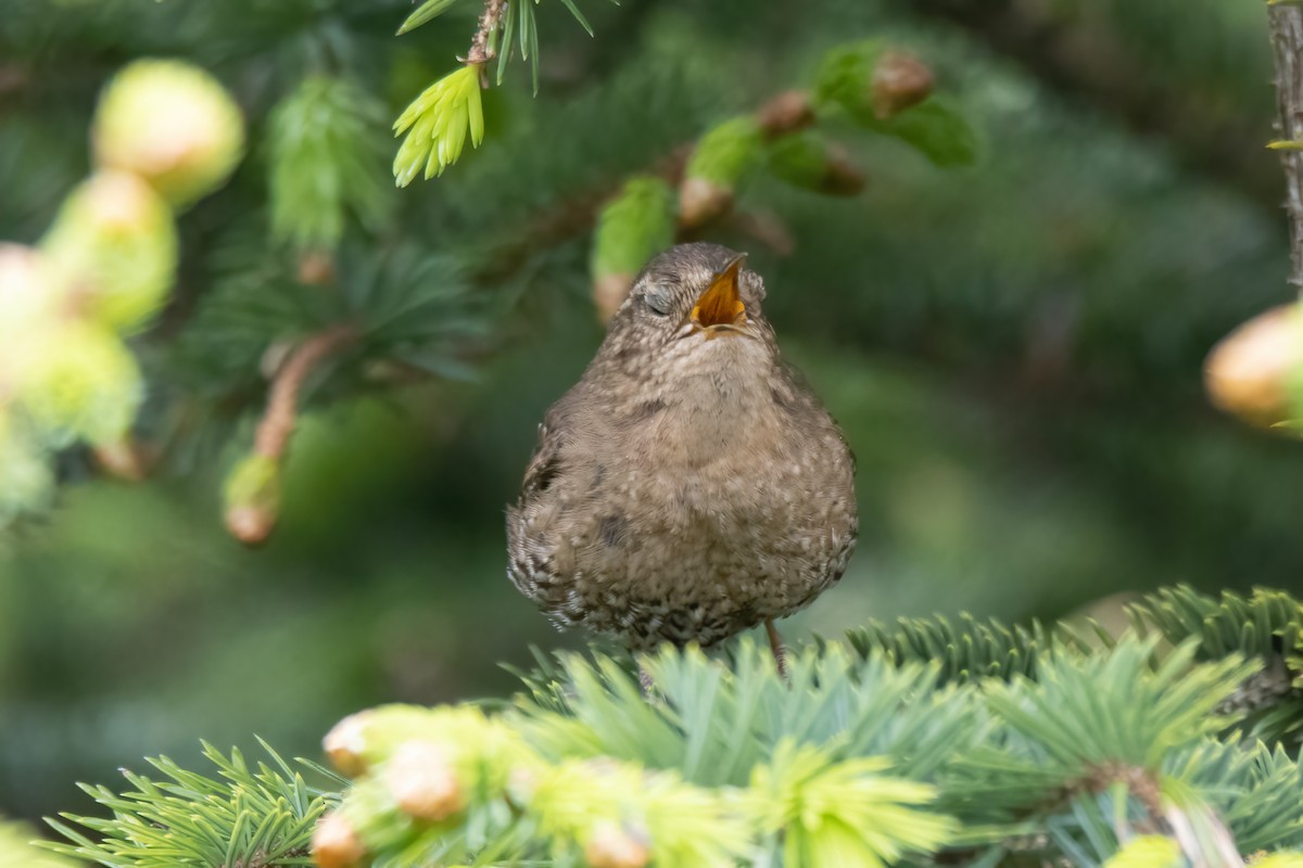 Pacific Wren (alascensis Group) - ML593191021