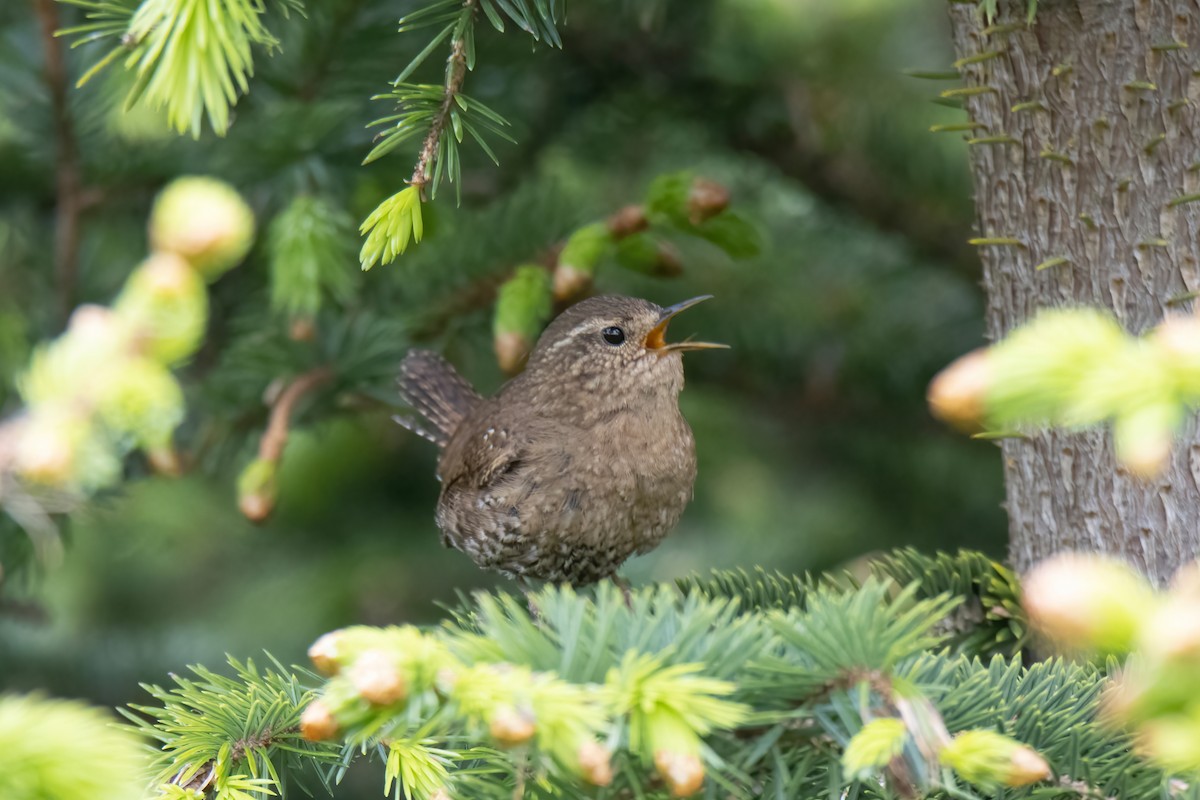Pacific Wren (alascensis Group) - ML593191031
