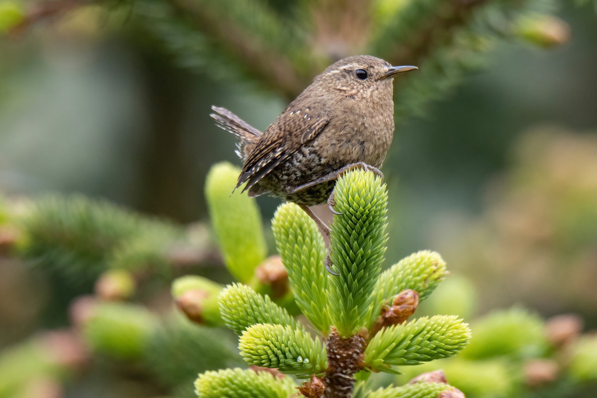 Pacific Wren (alascensis Group) - ML593191041