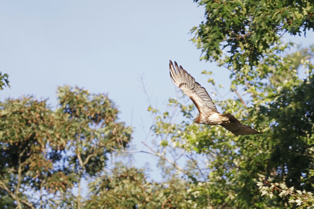 Red-tailed Hawk - ML593196001