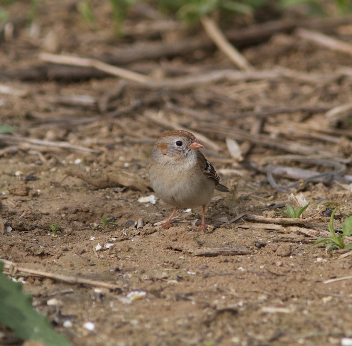 Field Sparrow - ML59319601