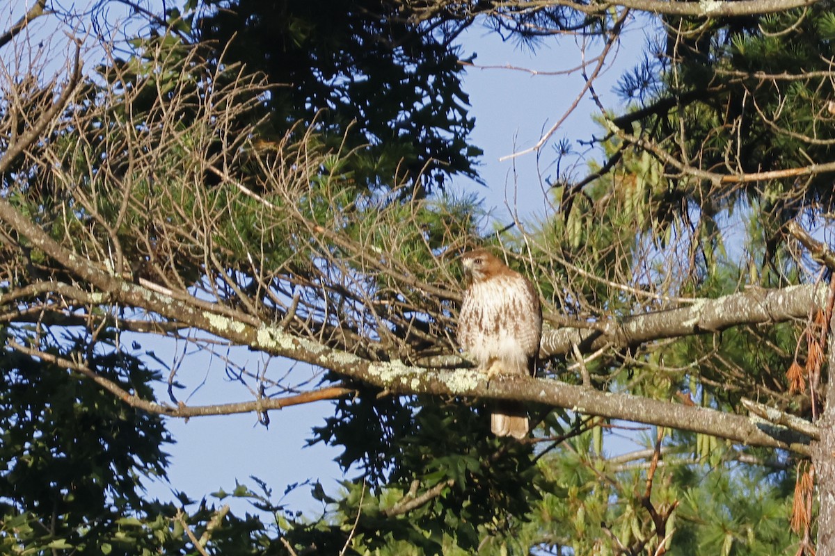 Red-tailed Hawk - ML593196011