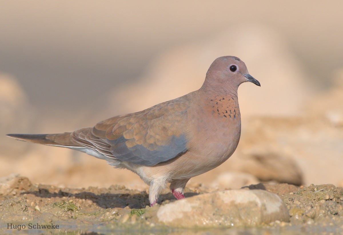 Laughing Dove - ML593198071