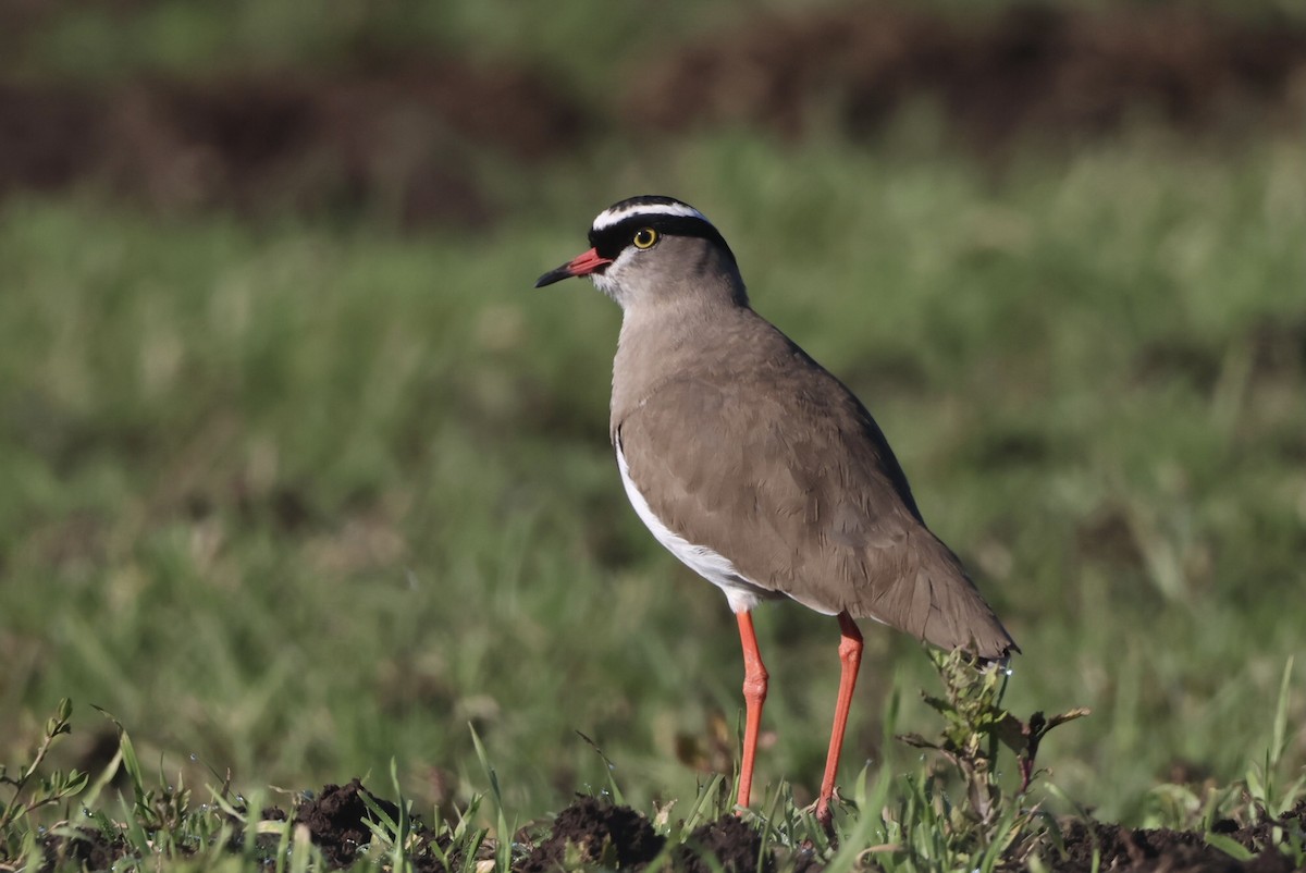Crowned Lapwing - ML593198271