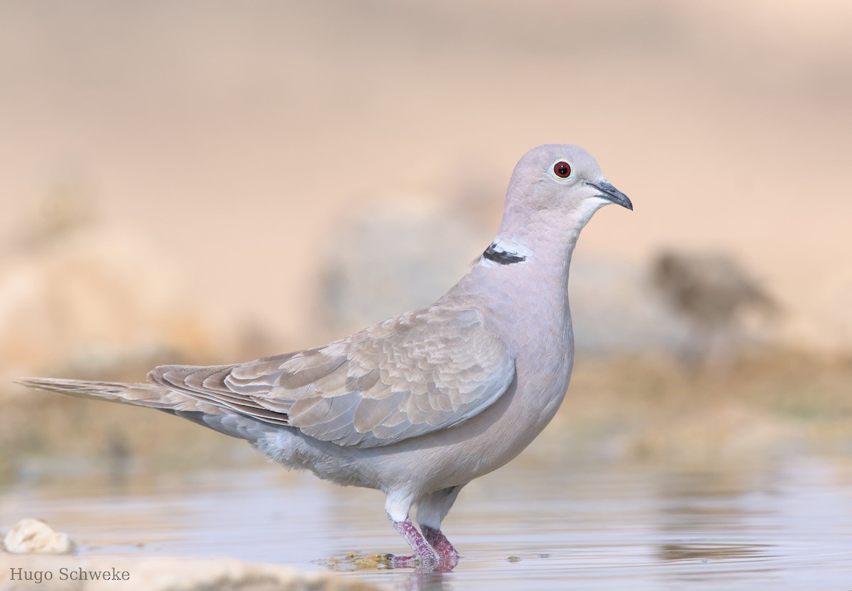 Eurasian Collared-Dove - ML593199101