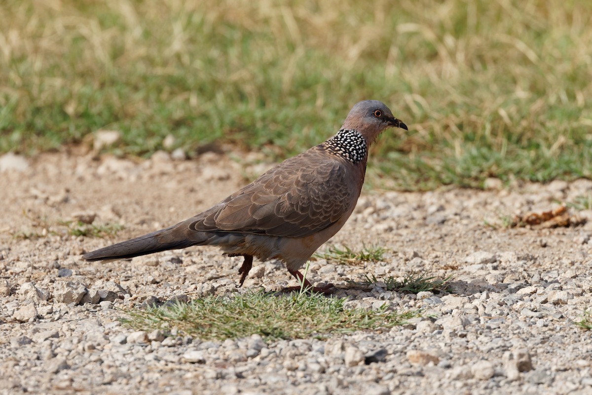 Spotted Dove - ML593200441