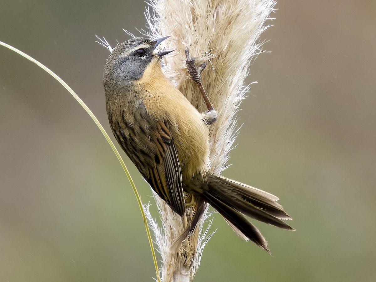 Long-tailed Reed Finch - ML593200551