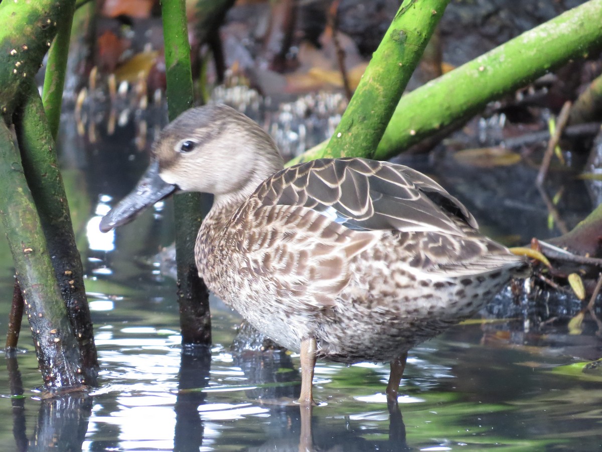 Blue-winged Teal - ML593200731