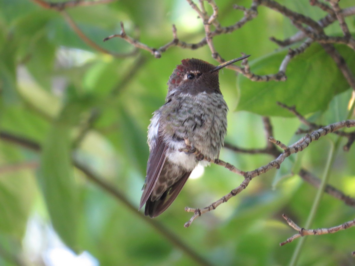 Anna's Hummingbird - ML593203691