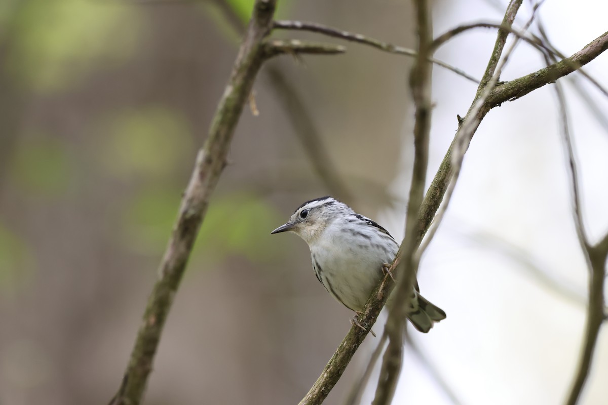 Black-and-white Warbler - ML593204041