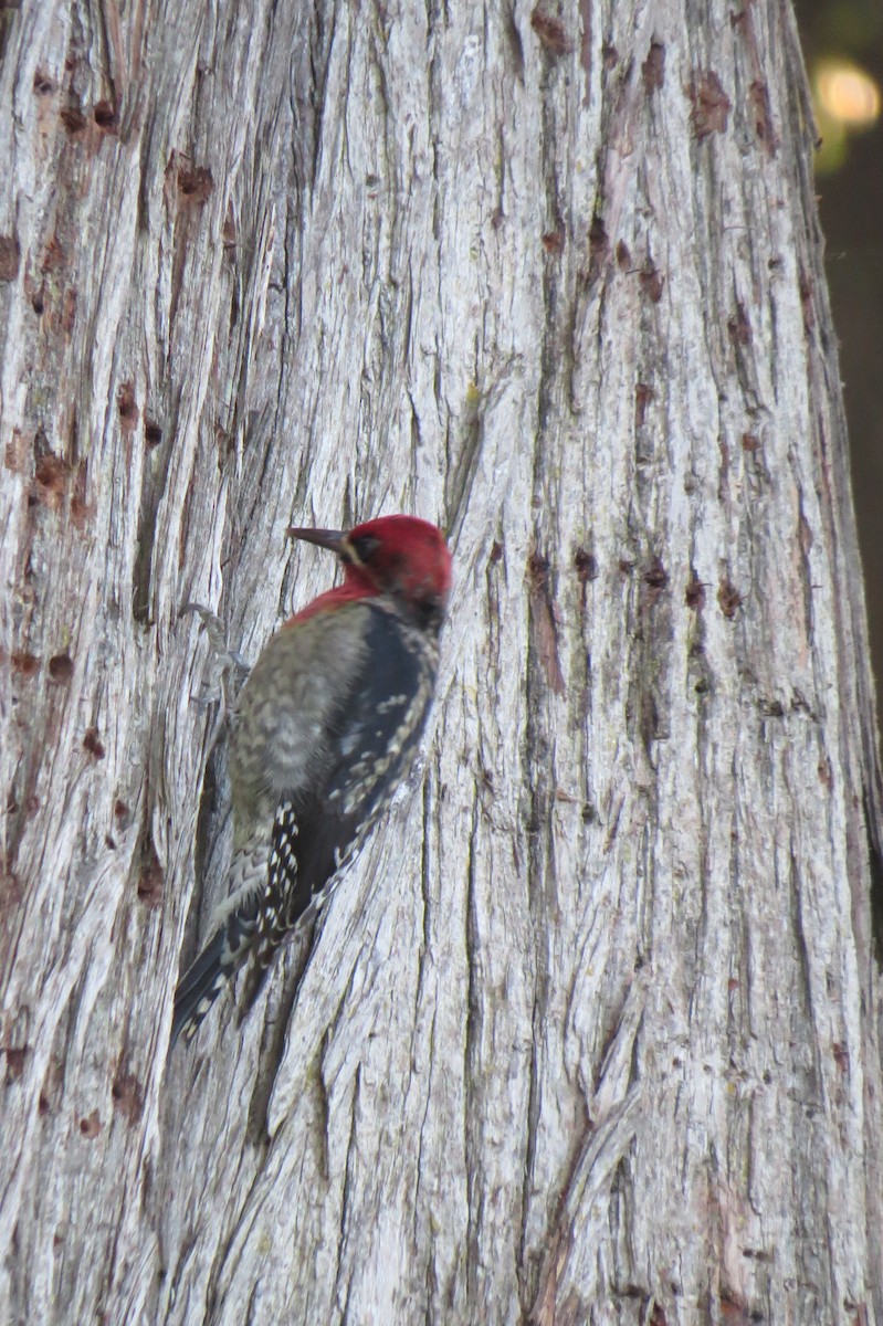 Red-breasted Sapsucker - ML593206671