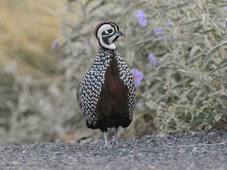  - Montezuma Quail