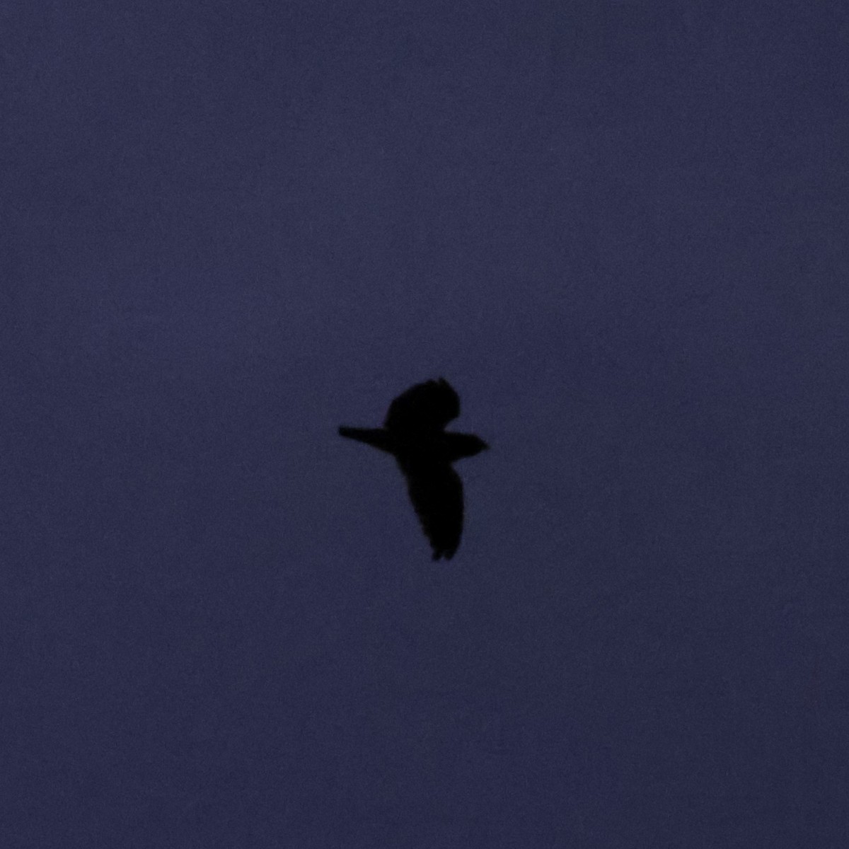 Short-tailed Nighthawk - ML593207841