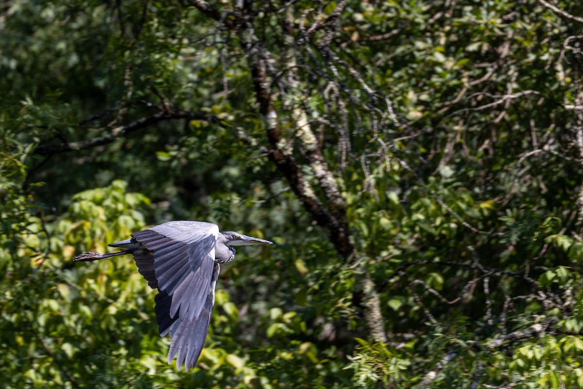 Gray Heron - Mário Trindade
