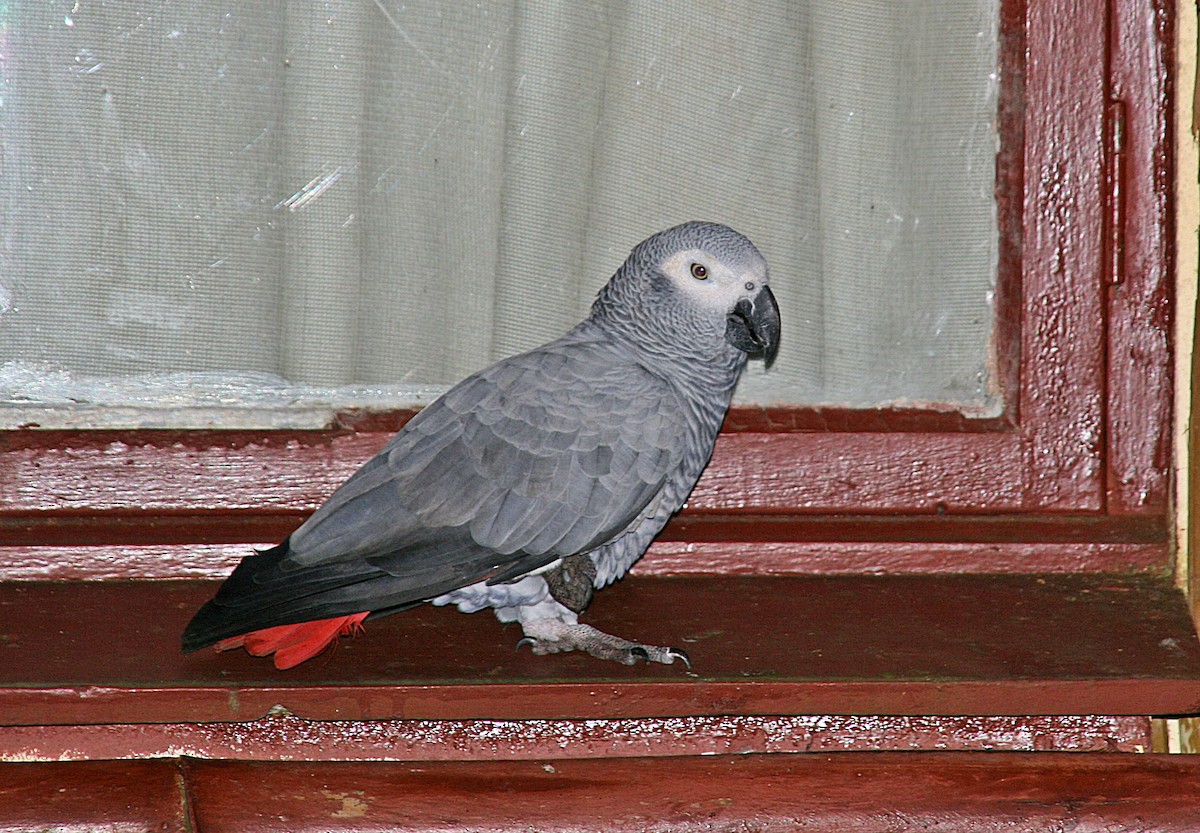 Папуга сірий - ML593208951
