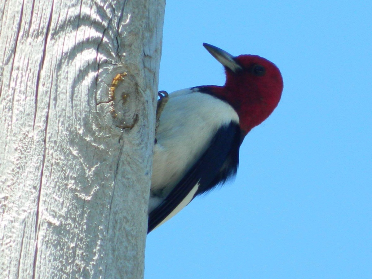 Red-headed Woodpecker - ML59321111
