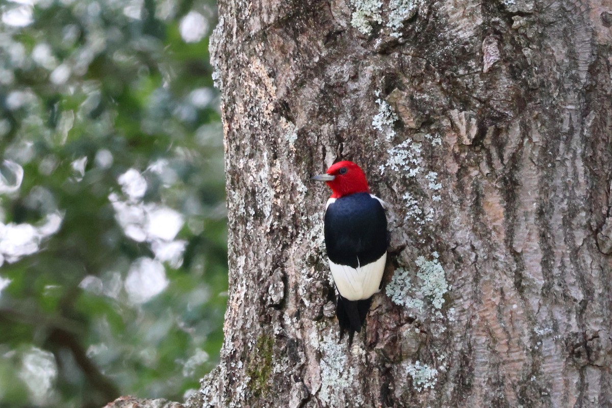 Red-headed Woodpecker - ML593213161