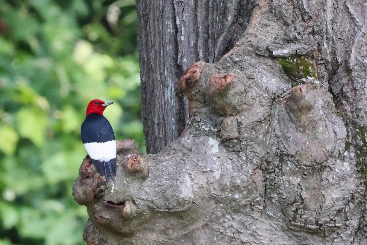Red-headed Woodpecker - ML593213291