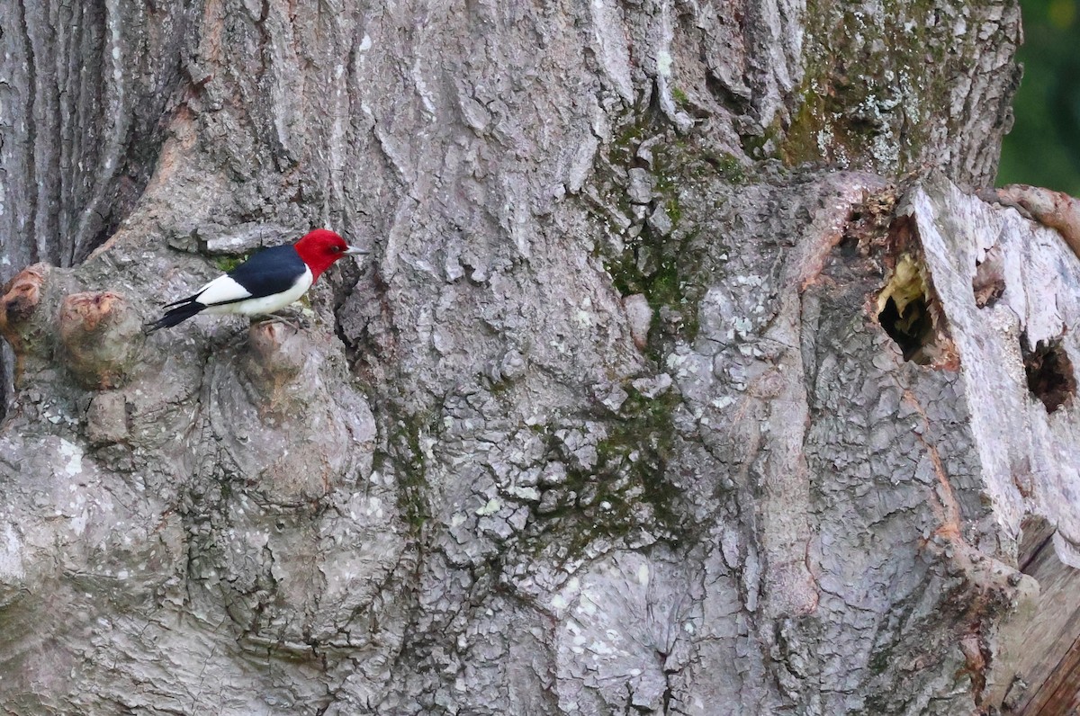 Red-headed Woodpecker - ML593213341