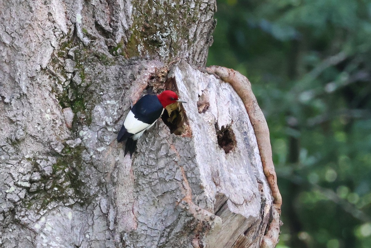 Red-headed Woodpecker - ML593213431