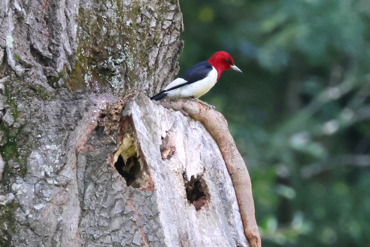 Red-headed Woodpecker - ML593213521