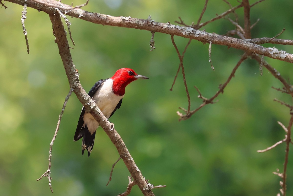 Red-headed Woodpecker - ML593213681
