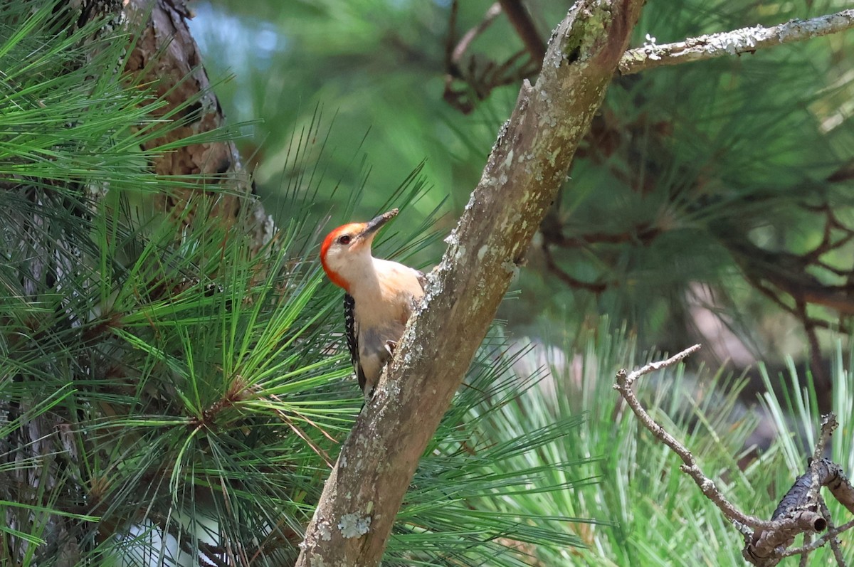 Red-bellied Woodpecker - ML593213861