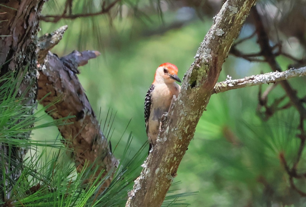 Red-bellied Woodpecker - ML593213871