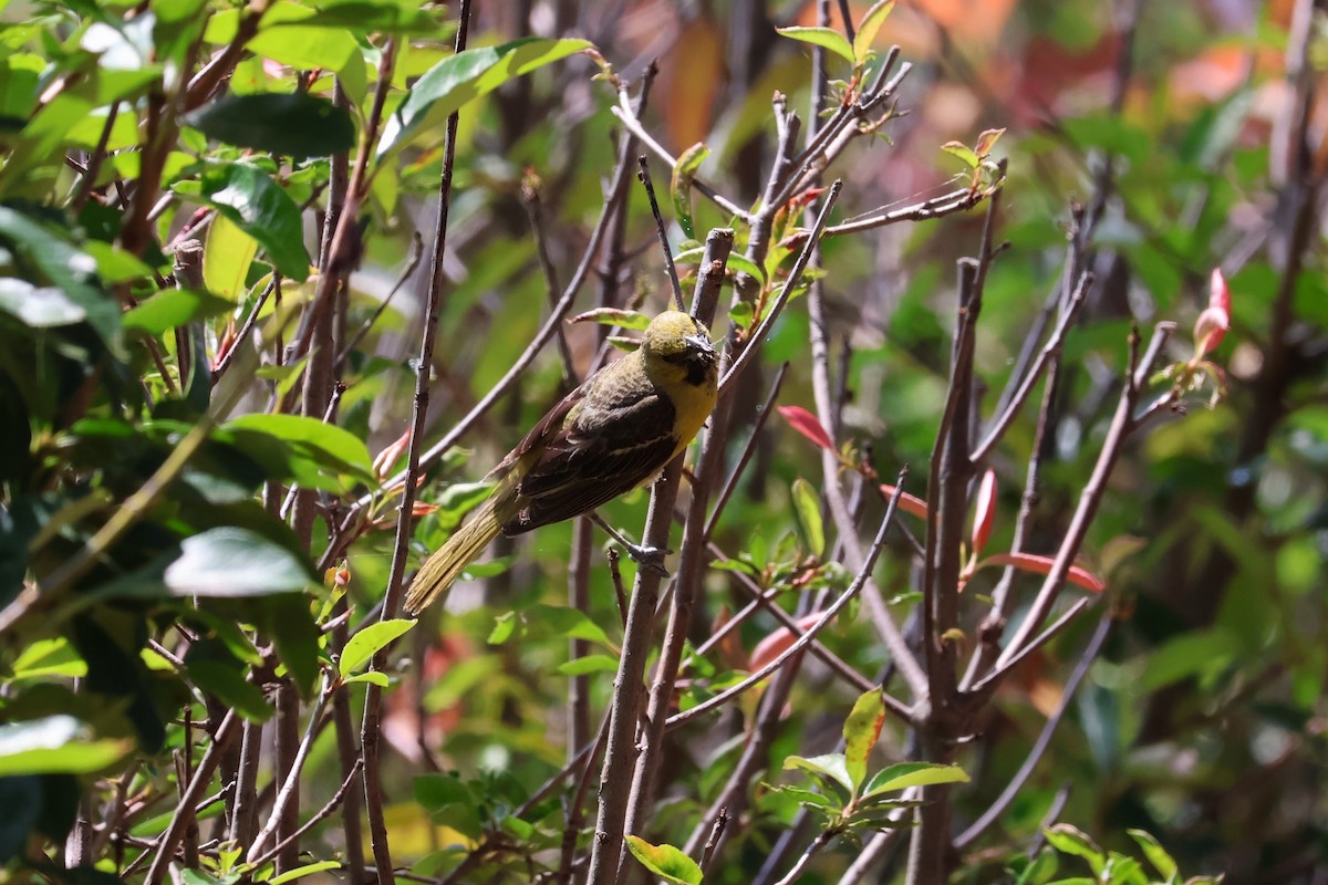 Orchard Oriole - ML593214641
