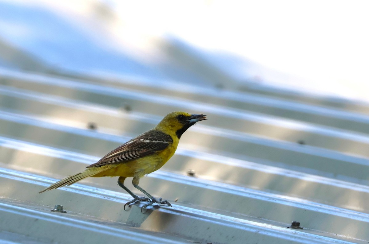 Orchard Oriole - ML593214651